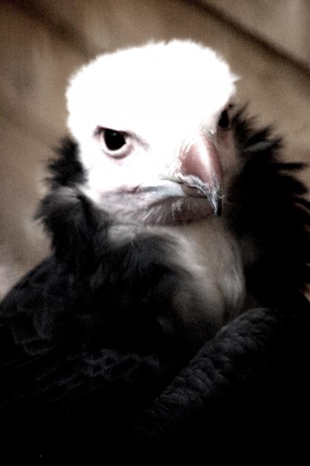 Vulture