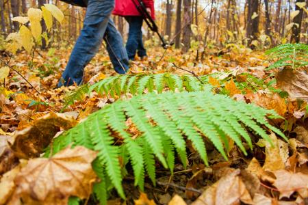 Walking in the forest