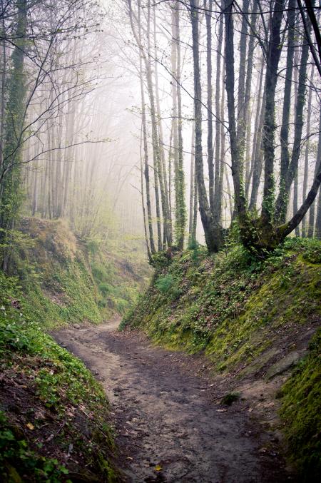 Walking path in forest at morning