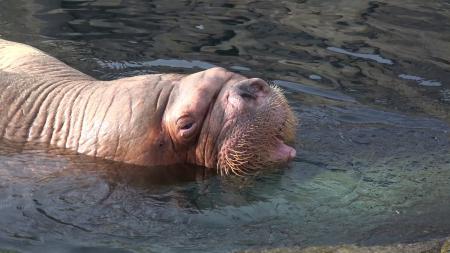 Walrus Closeup