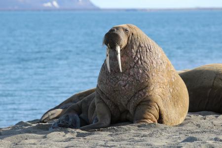 Walrus in Winter