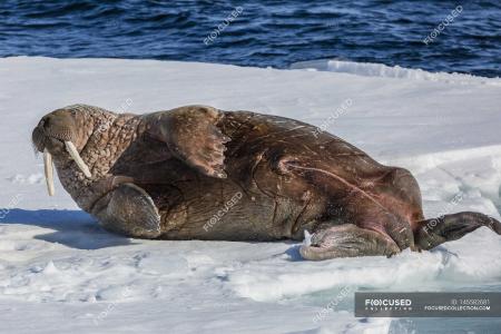 Walrus Lying