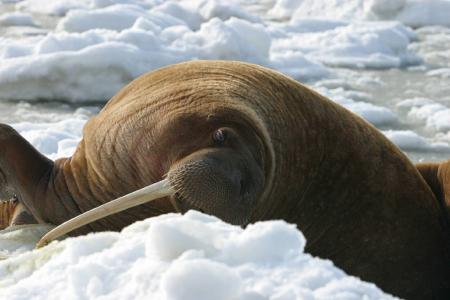 Walrus Lying