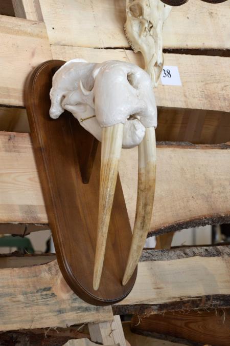 Walrus skull