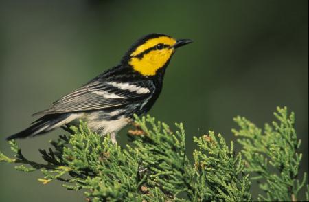 Warbler on the Tree