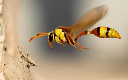 Wasp