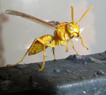 Yellow Wasp