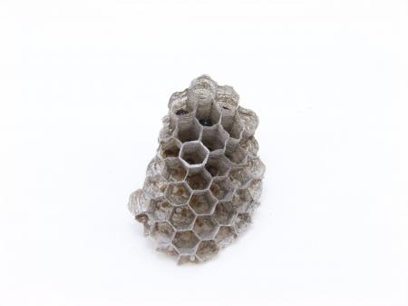 Wasps nest