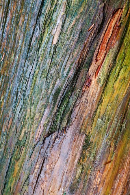 Water Colored Wood Texture