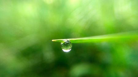 Water Drop On Green Leaf