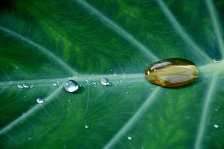 Water Drop on Green Leave Plant