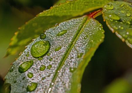 Water Droplets on Green Leaf