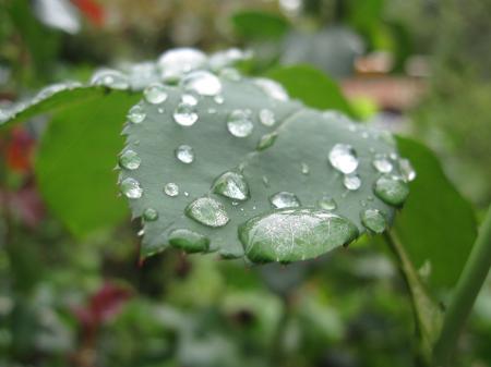 Water drops on a rose leaf