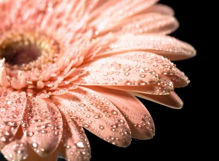 Water drops on daisy