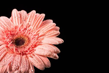 water drops on flower petals