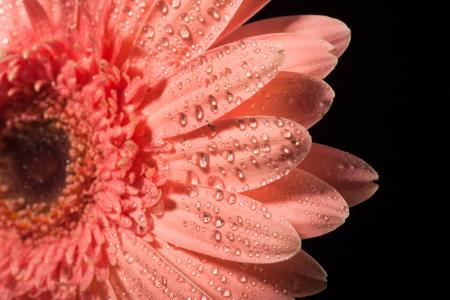 water drops on flower petals