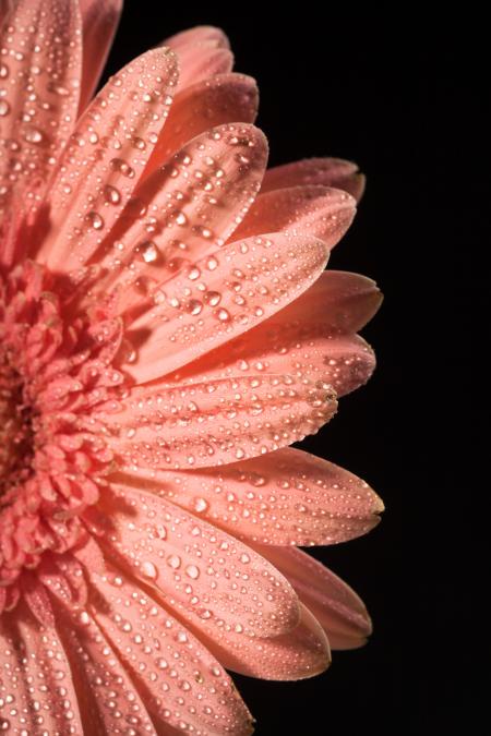 water drops on flower petals