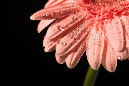 water drops on flower petals