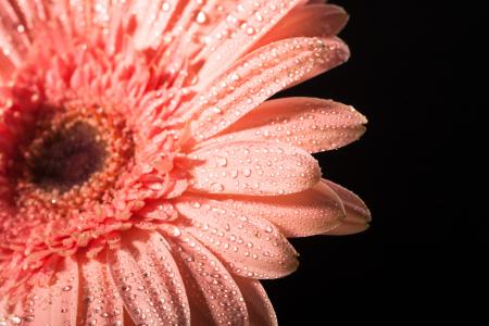 water drops on flower petals