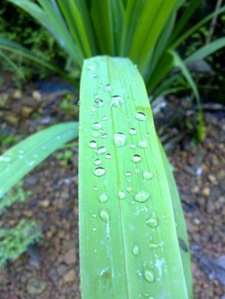 Water Drops on green leaf