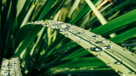 Water Drops on Green Leaf Plants