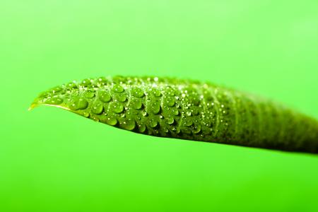 water drops on the leaf