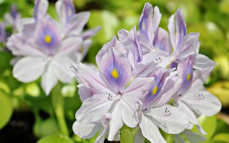 Water Hyacinth