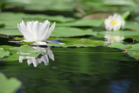 Water lilies