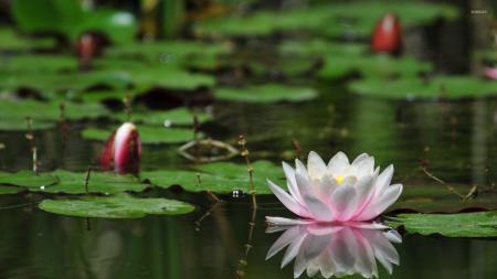 Water Lilies