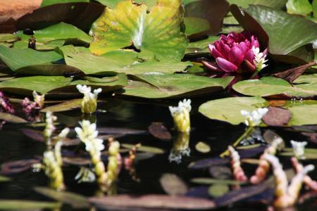 Water lilies blooming in a pond