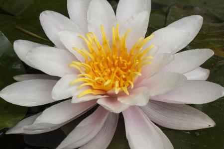 Water lily