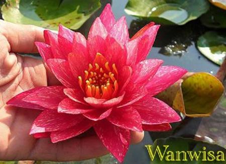 Water Lily