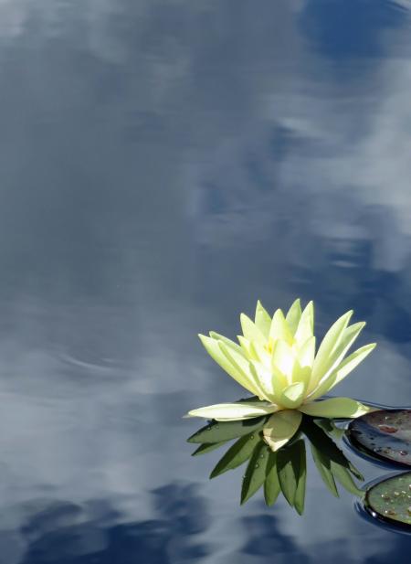 Water Lily