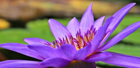 Water Lily