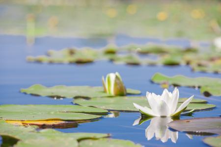 Water lily