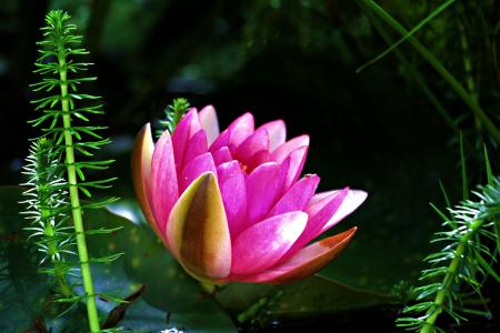 Water Lily