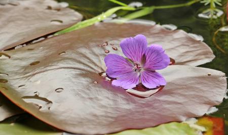 Water Lily