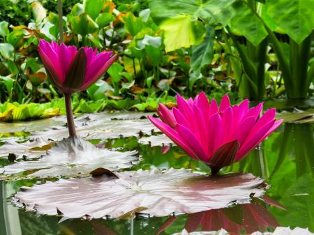 Water Lily