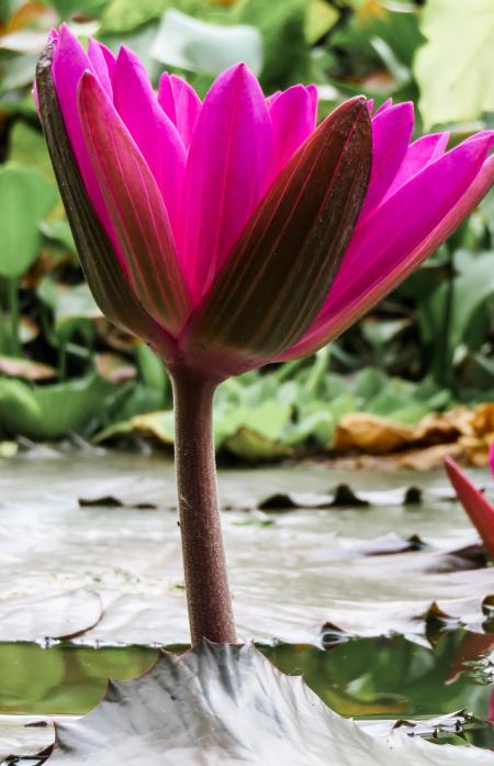 Water Lily