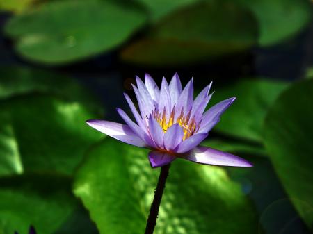 Water Lily