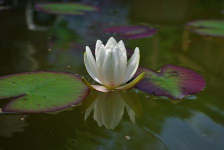 Water Lily