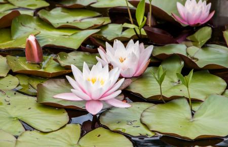 Water lily