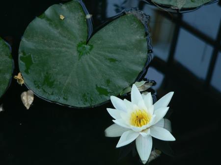 Water Lily