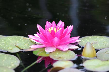 Water Lily