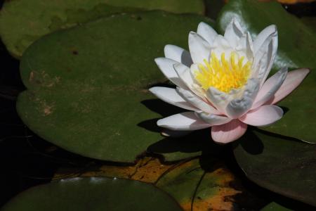 Water lily blooming in a pond