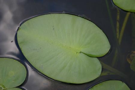 Waterlily Leaves