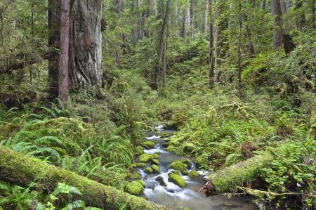 Water Stream through the Jungle