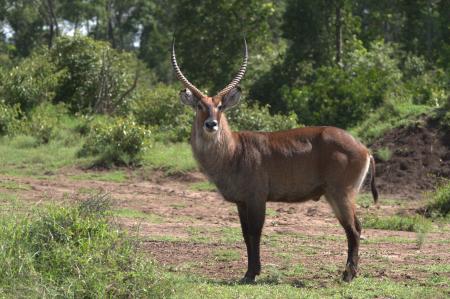 Waterbuck