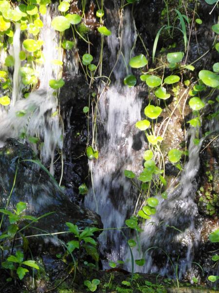 Waterfall through Vine Leaves