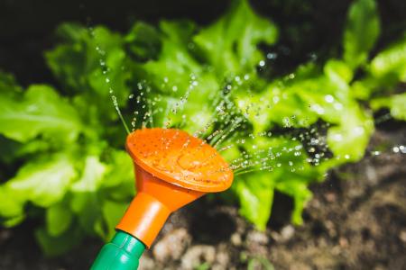 Watering plants with a watering can